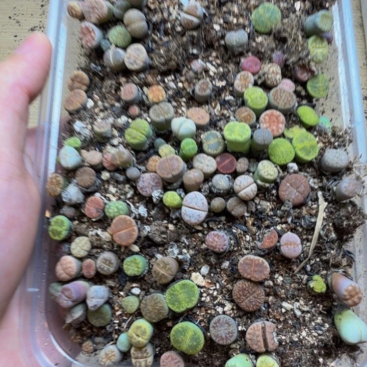 多肉植物的生长发育236