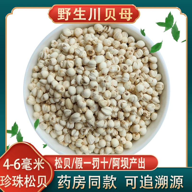 【珍珠松贝】国家二级保护植物正宗阿坝川贝母尺寸4-6毫米小珍珠贝