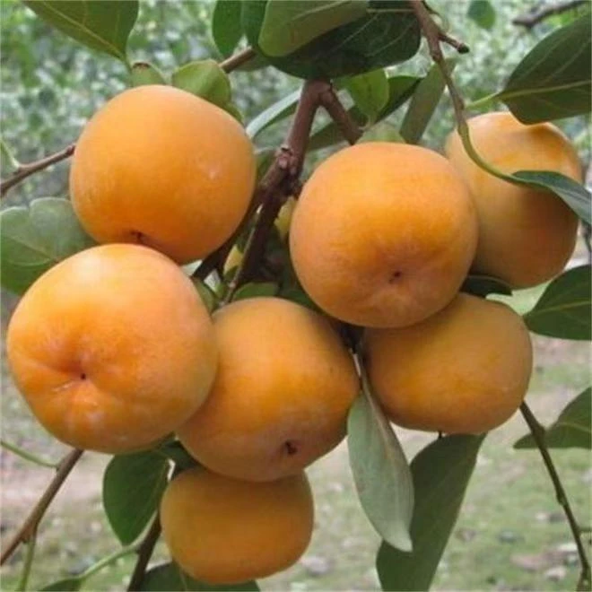 嫁接脆甜柿子树盆栽地栽南北方种植