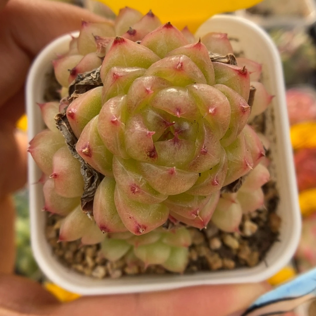 润玉珍妮捧花5538号