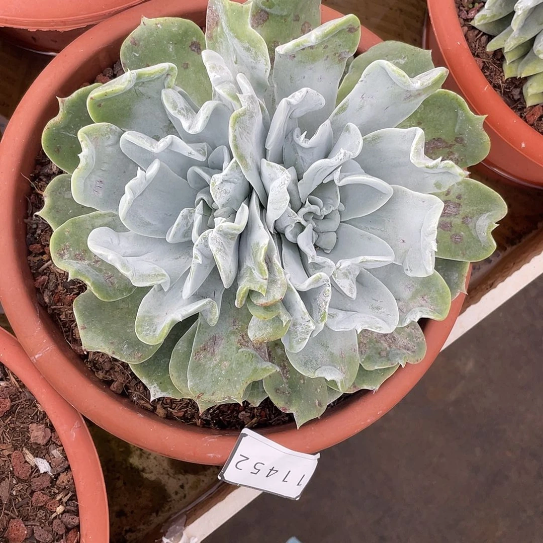 雨*浦西飞克大宽叶11452