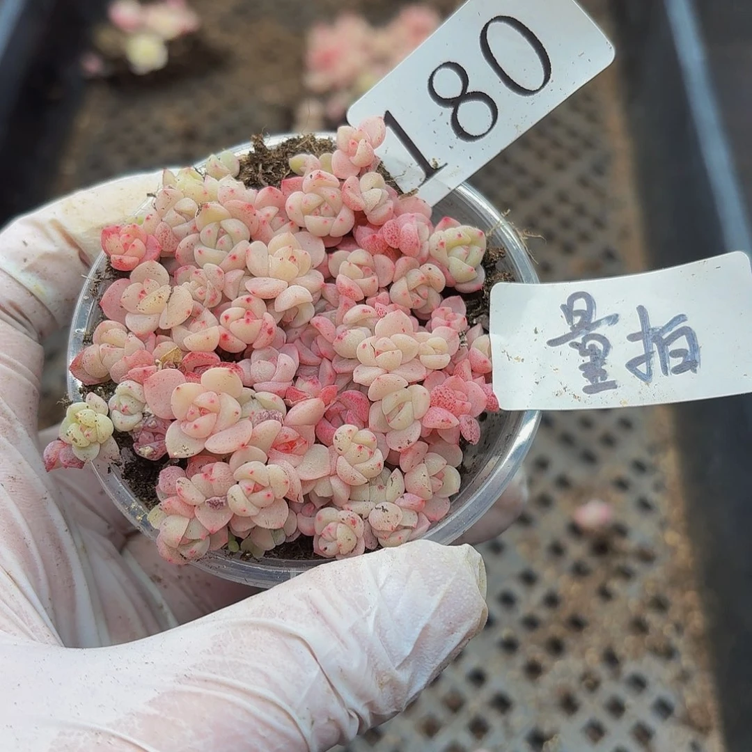 多肉植物多肉植物180量拍