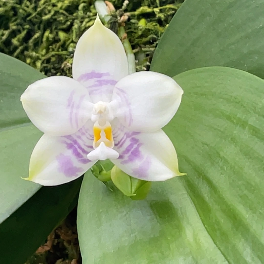 当前无花栽培后可以开花