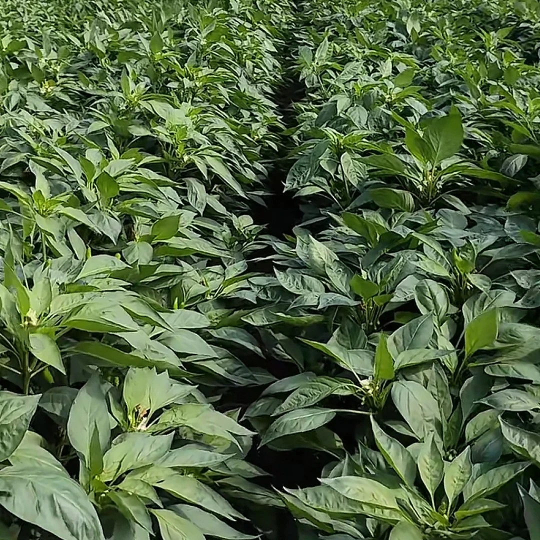 椒风登大田控旺版