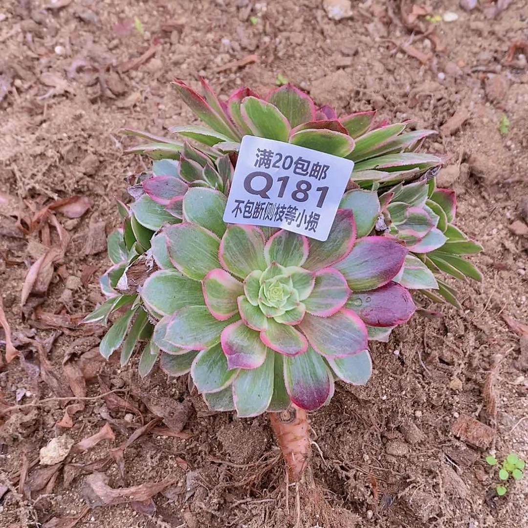 福*181莲花座多肉法师锦