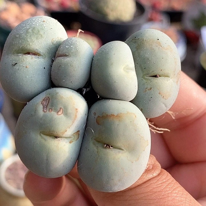 5515大嘴小红嘴一颗