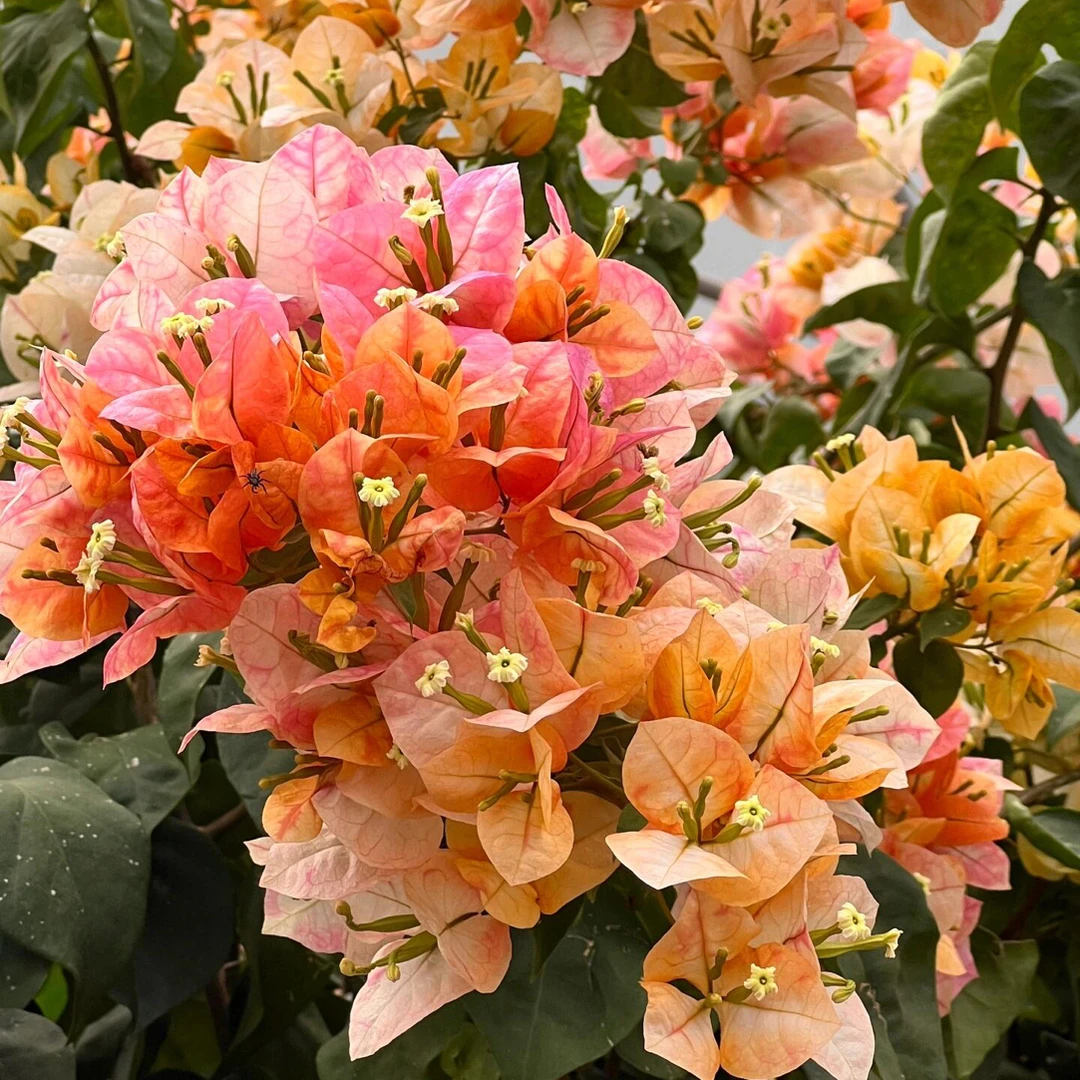 凤凰 带花原盆可爬藤适合阳台庭院勤花好养非一物一拍