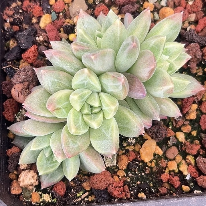 美人特价多肉一物一拍