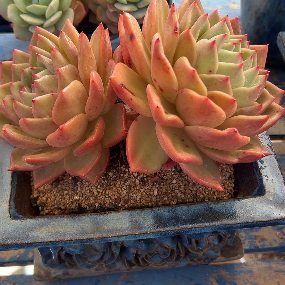 粉香槟老桩一物一拍