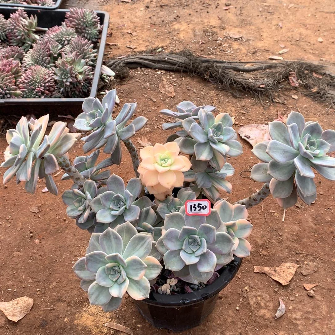 紫乐锦1350晓晓一物一拍