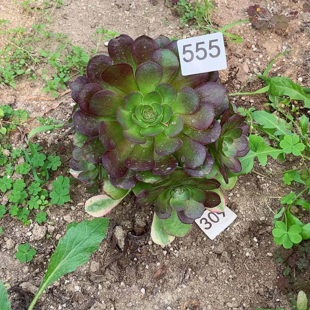 多肉植物雨何555