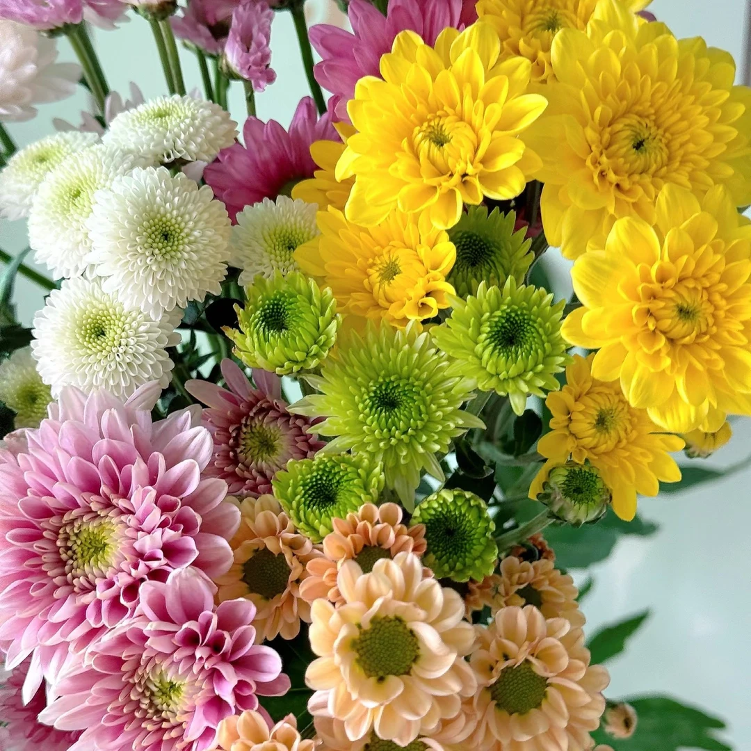 【幸福】雏菊瓶插年宵花5支装