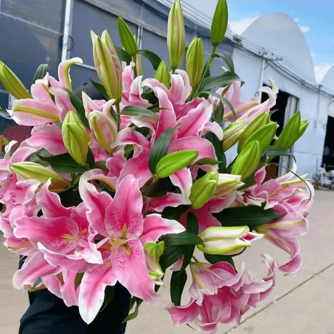 香水百合四季赏花重瓣大花朵花型阳台庭院低温春夏秋冬种植发芽