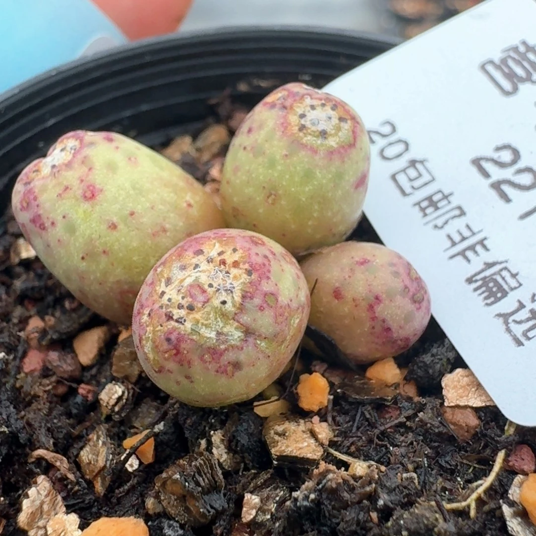 猫*221带盆土发货0000000