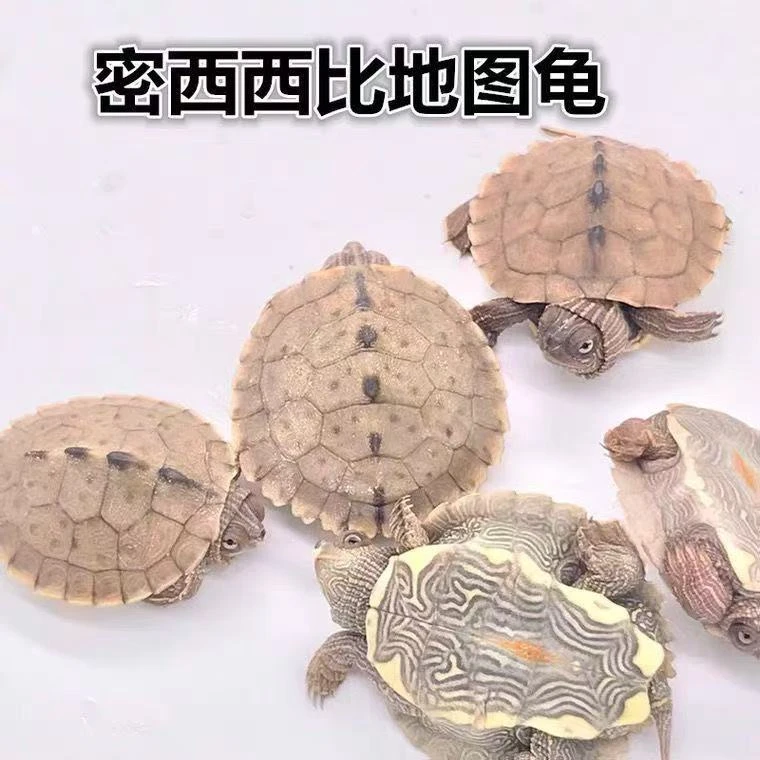 【直播间链接】中华草巴西龟地图龟火焰龟一龟一价