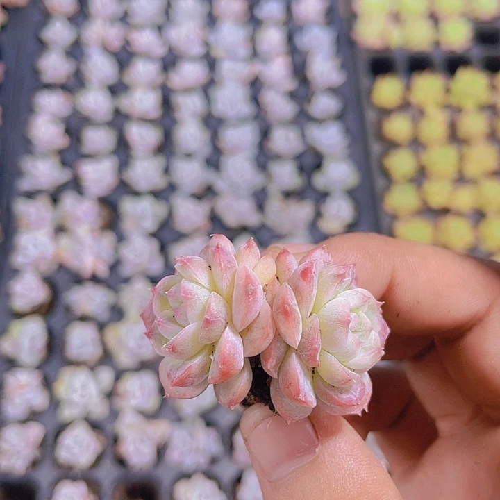 白月光【满10颗包邮】