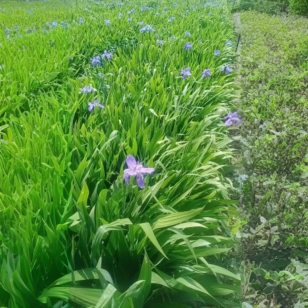 庭院绿植鸢尾花耐寒地栽紫花鸢尾花盆栽种植，苗圃直发可实时起苗
