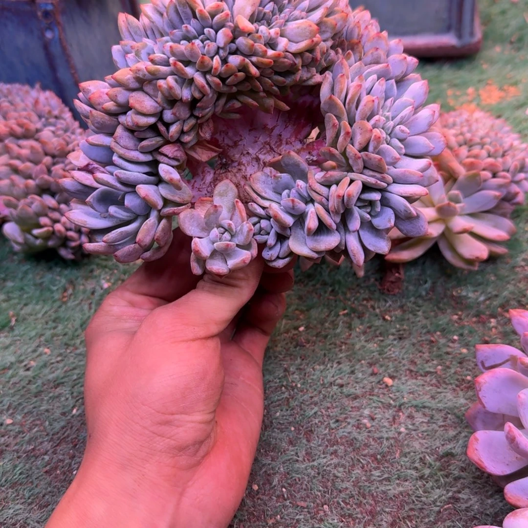 星影树缀无砍多肉