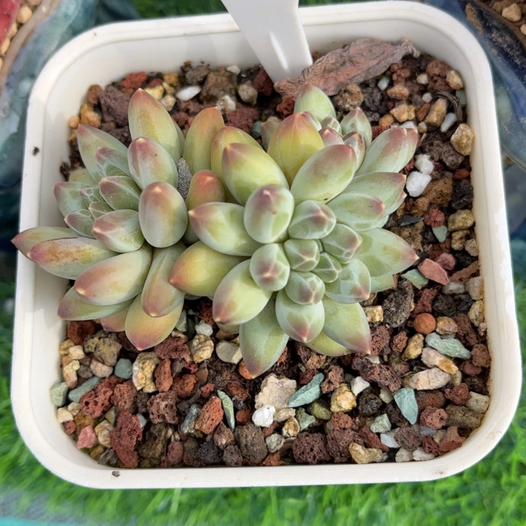 潇***多肉植物0890………….
