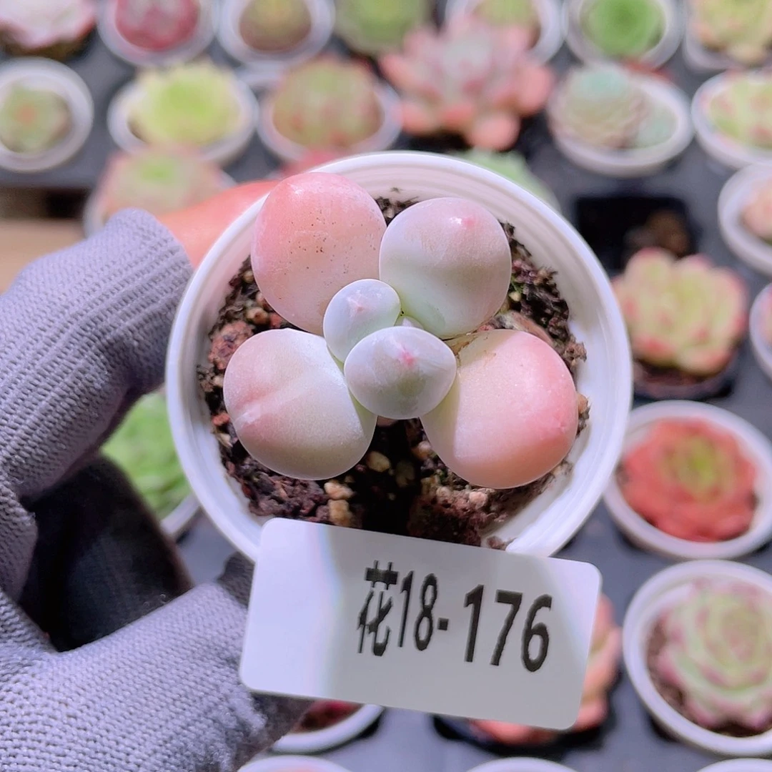 花利美18-176新品