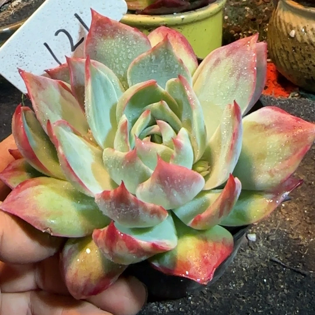 花脸拉丝惊鸿一物一拍包装收缩花旱121