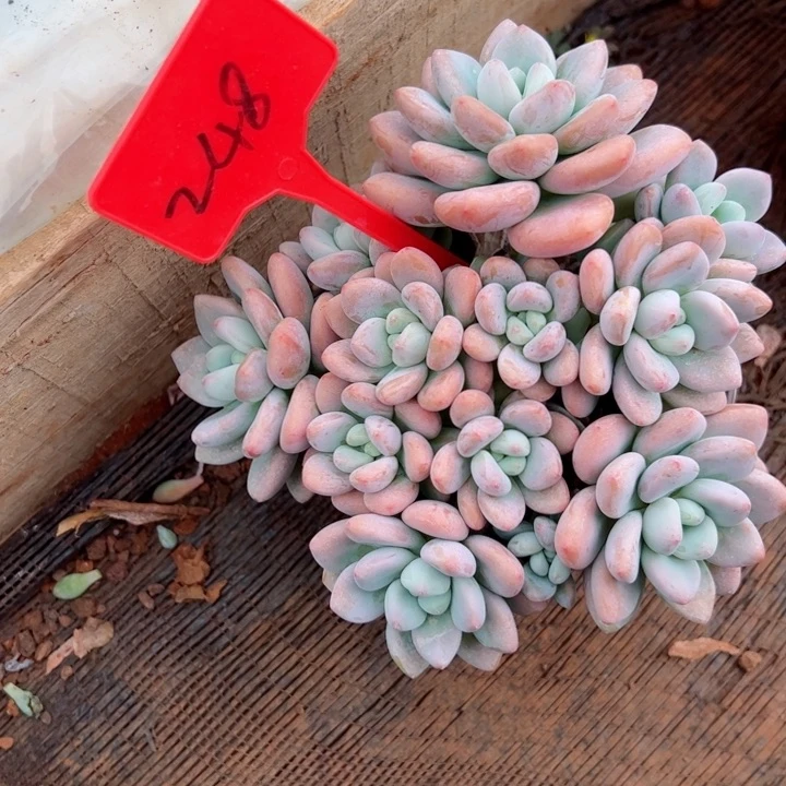 248洛神平平安安健健康康