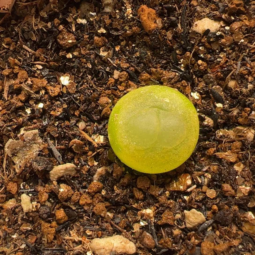 1.1厘米拉登带盆多肉