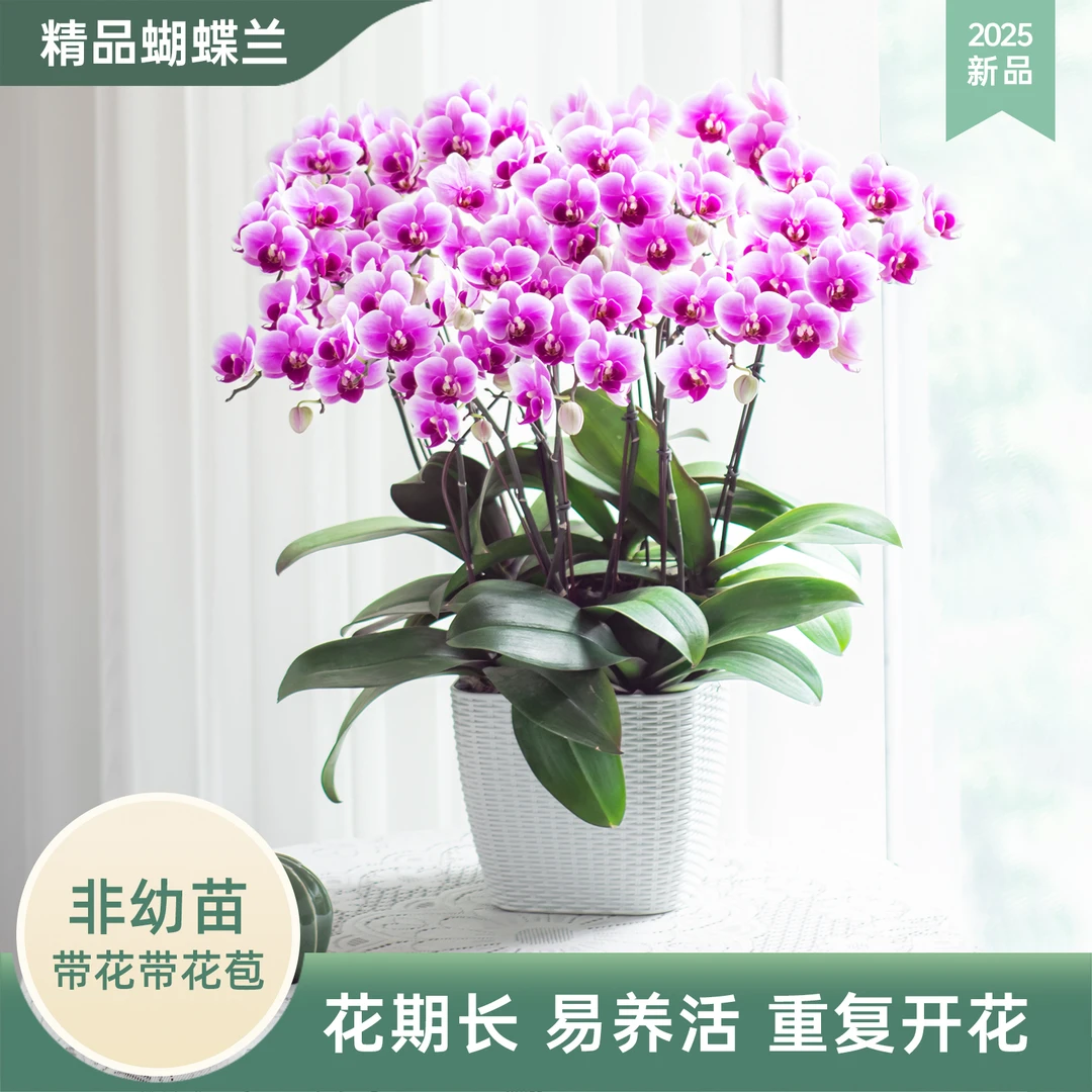 甄选蝴蝶兰【紫蝶】室内办公室盆栽绿植花卉带花带花苞蝴蝶兰花盆栽