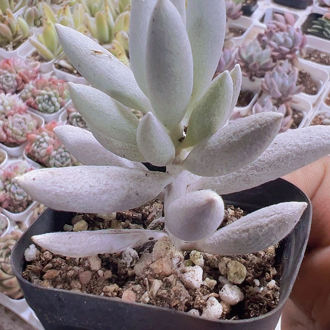 银月19包邮多肉植物