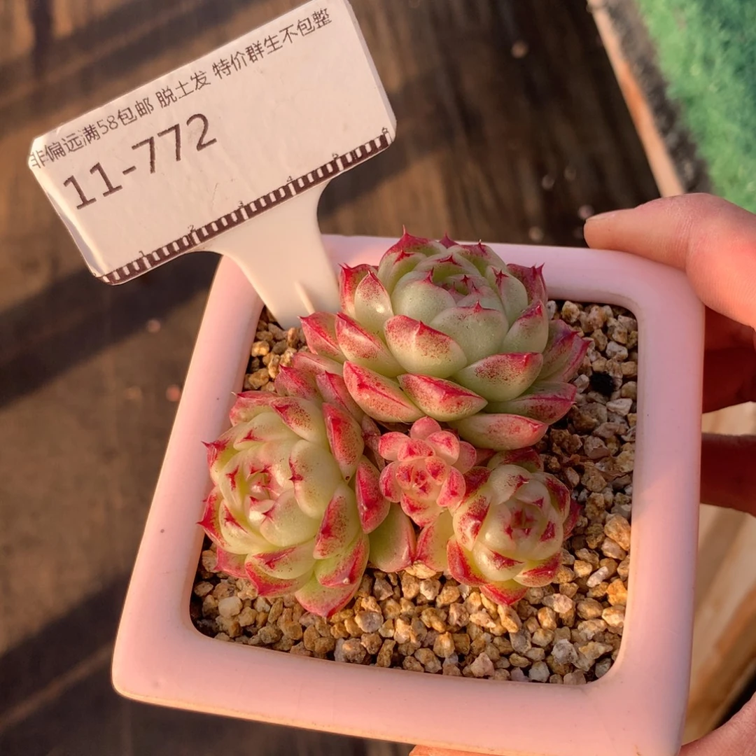 编号麦秆优选精品多肉58包邮不包整