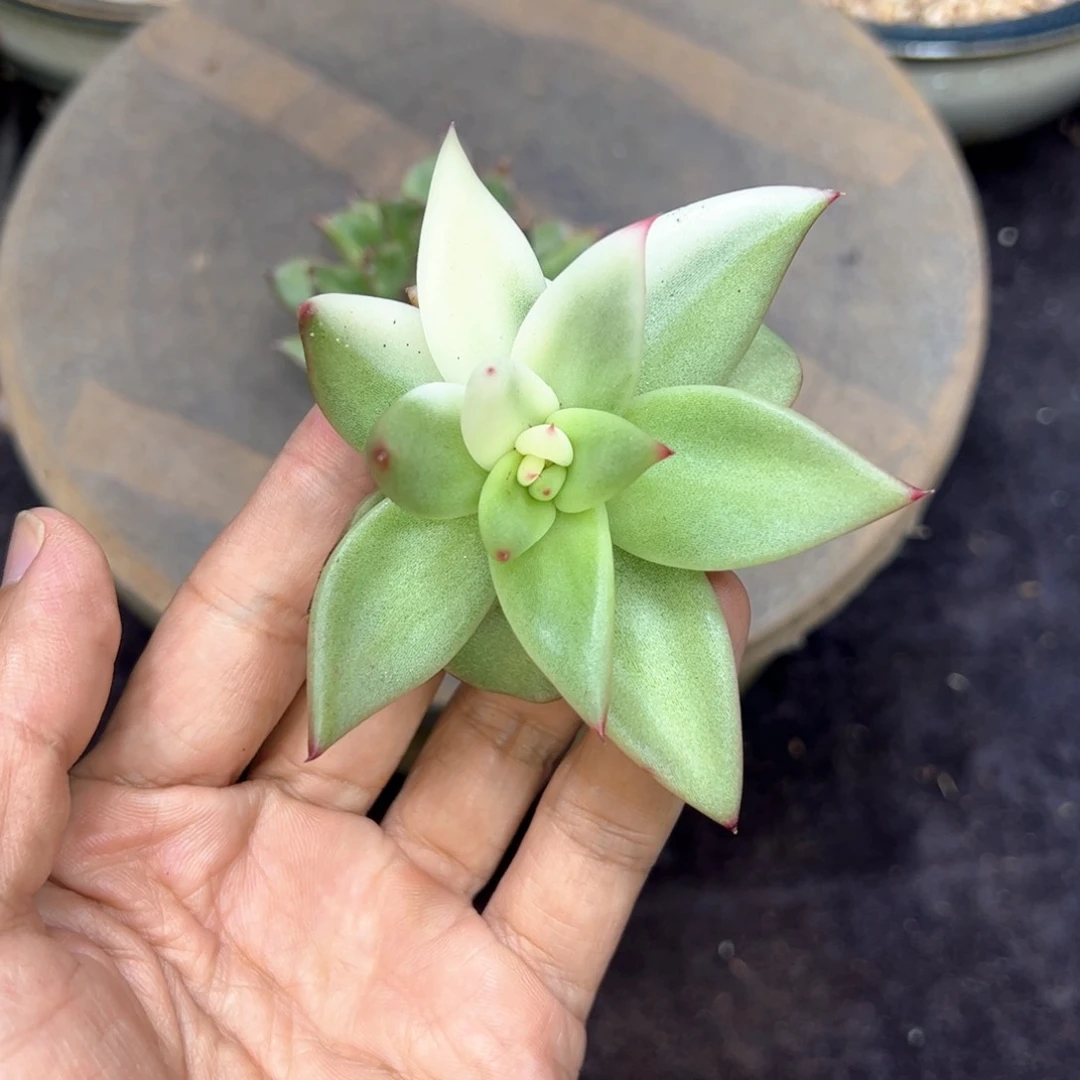 东云杂交，多肉植物