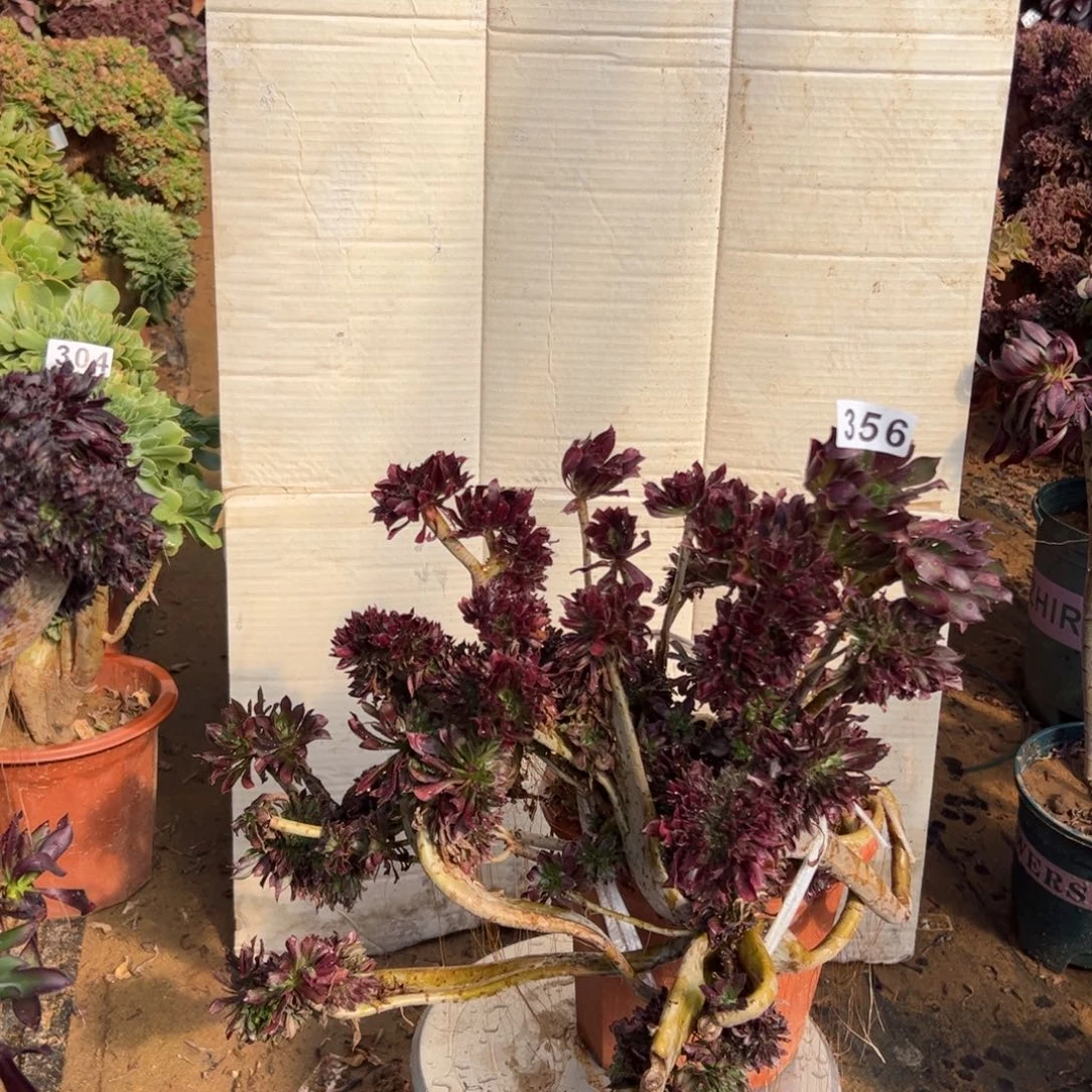 有伤黑缀356官府45