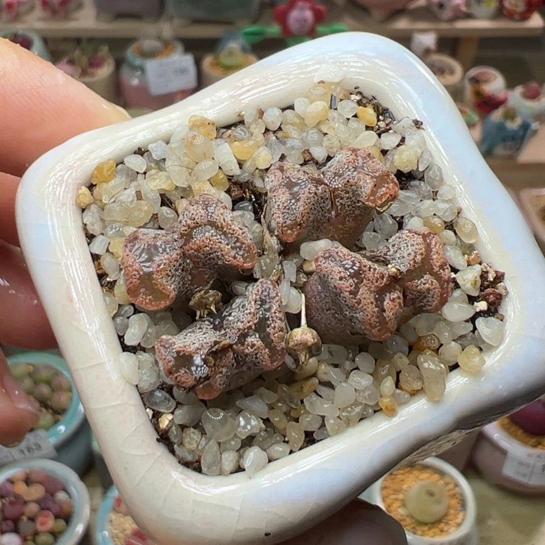 多肉植物208号蝴蝶