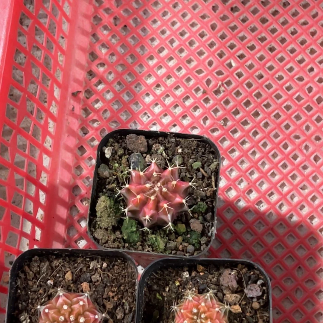 呃***~实生哈哈哈哈哈哈哈