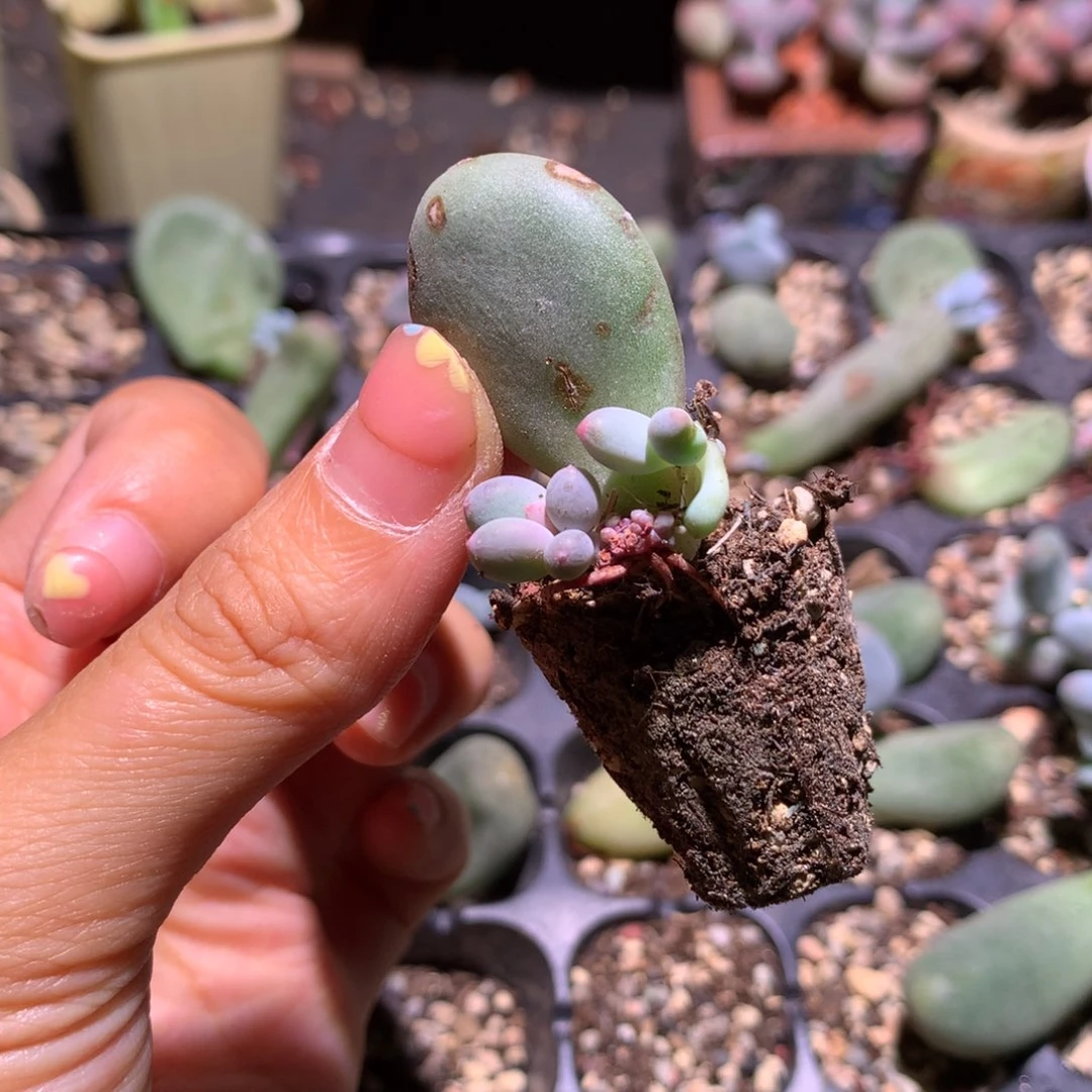 韩国彩虹奶酪多肉