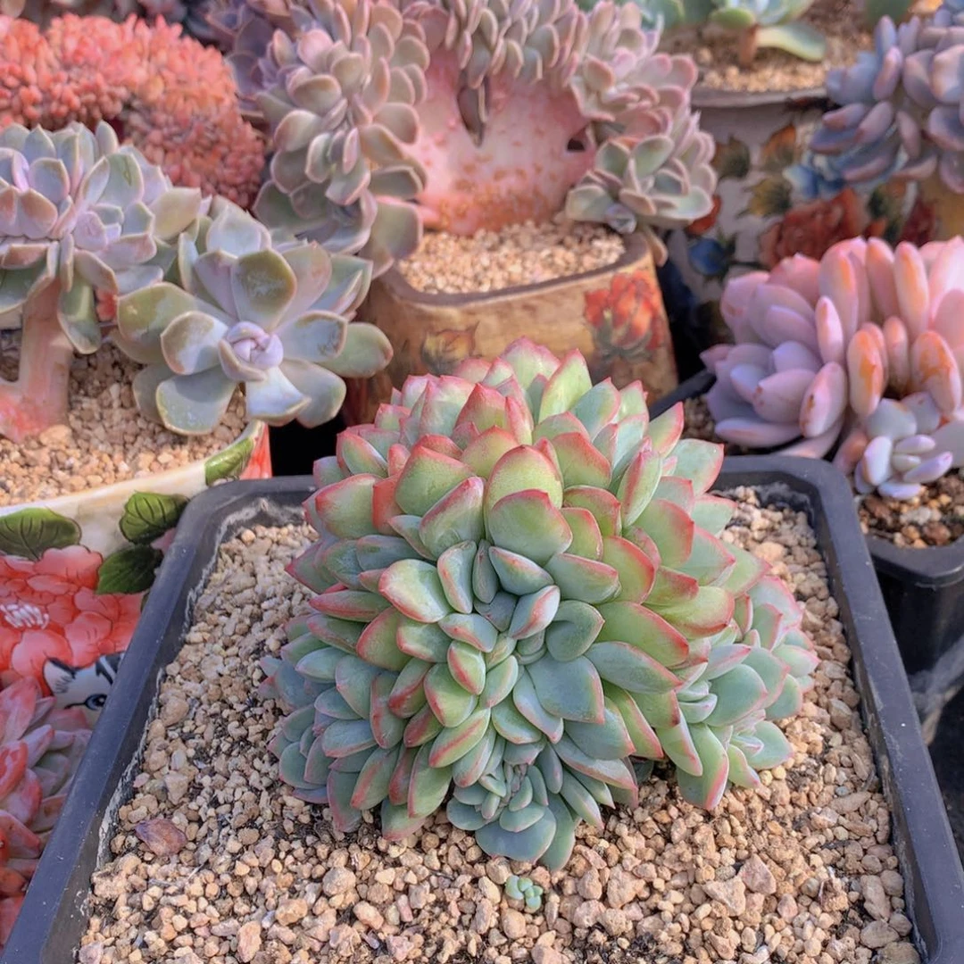 精品多肉植物花卉盆栽