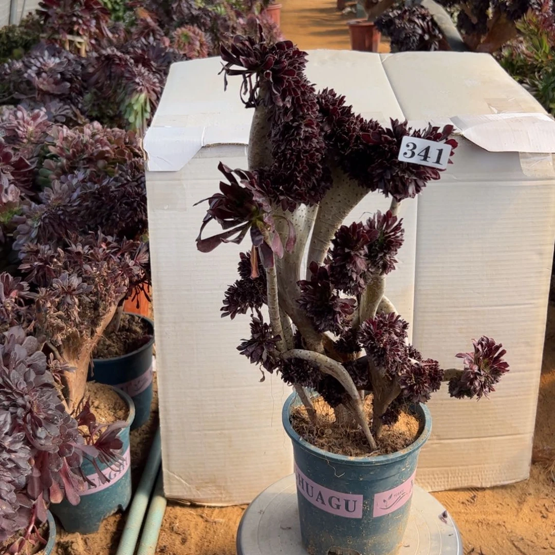 有伤黑缀341高38