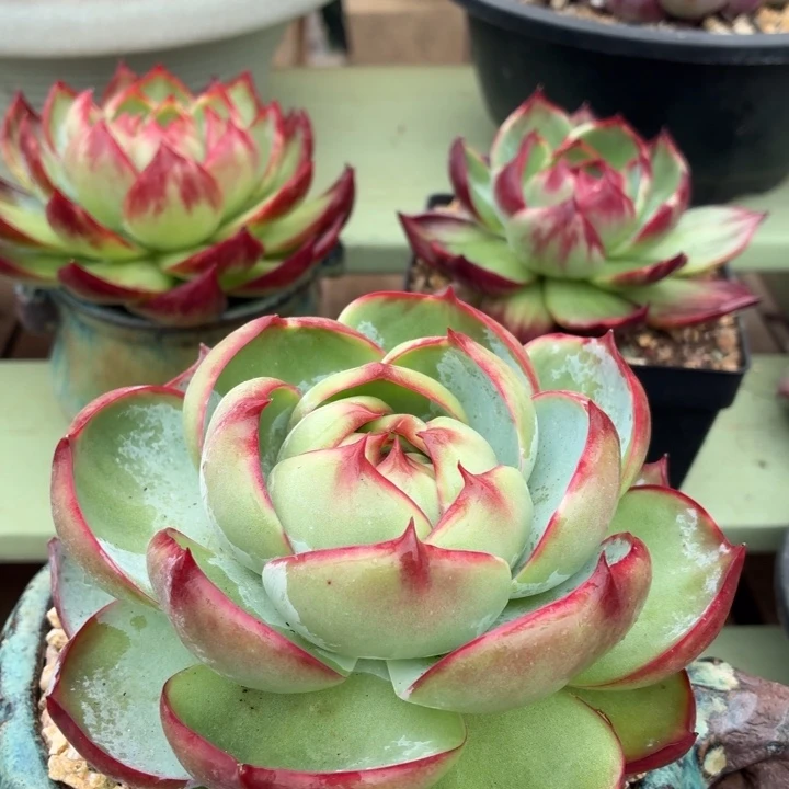 惊鸿仙子一物一拍
