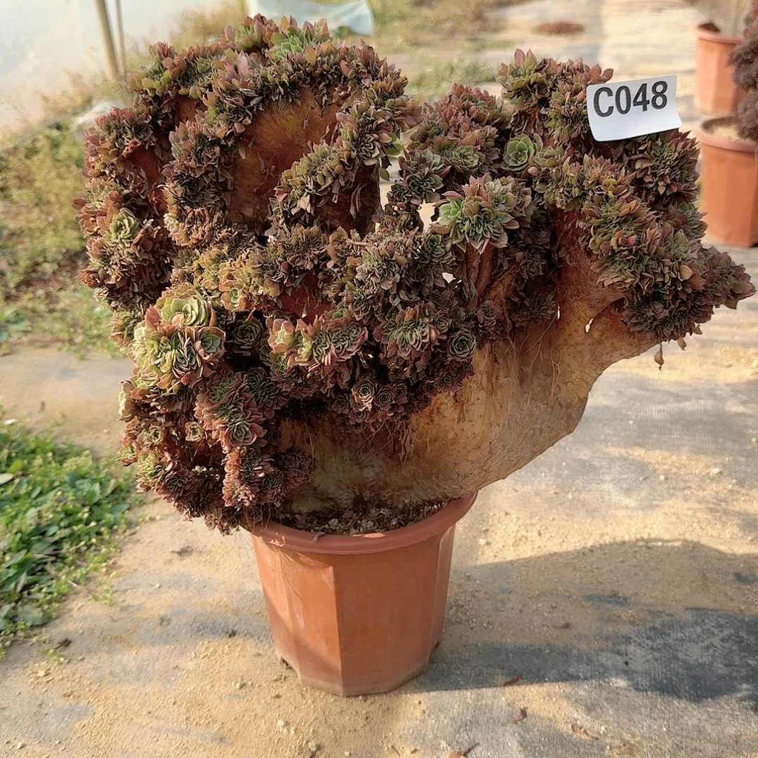 048万缀有几处伤一颗