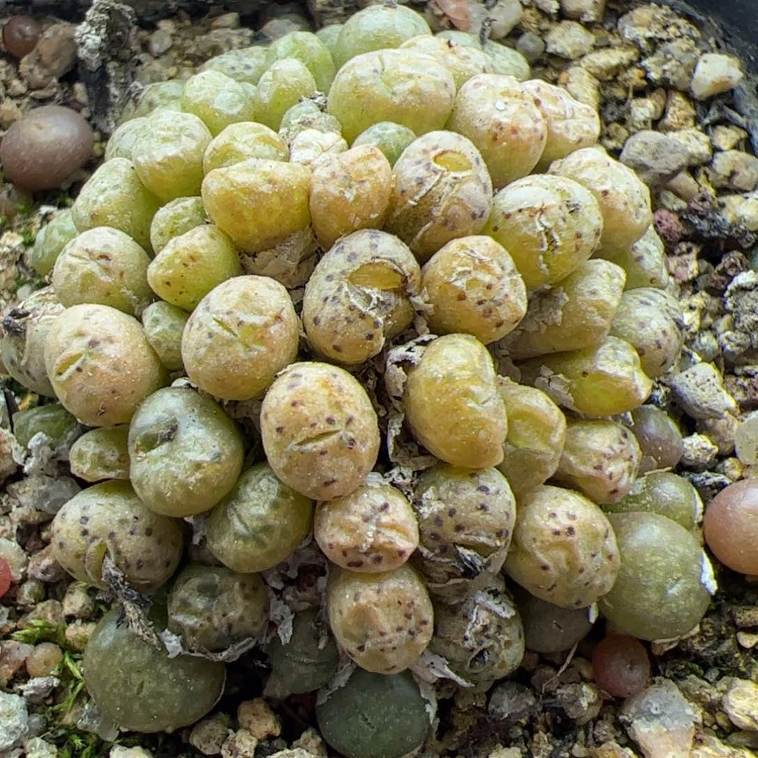 大家过年好22743