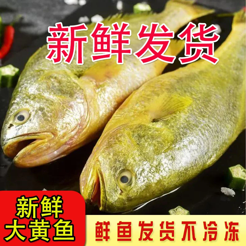 大黄鱼1.5斤-1.7斤/条  海鲜大黄花鱼新鲜海捕海鲜水产