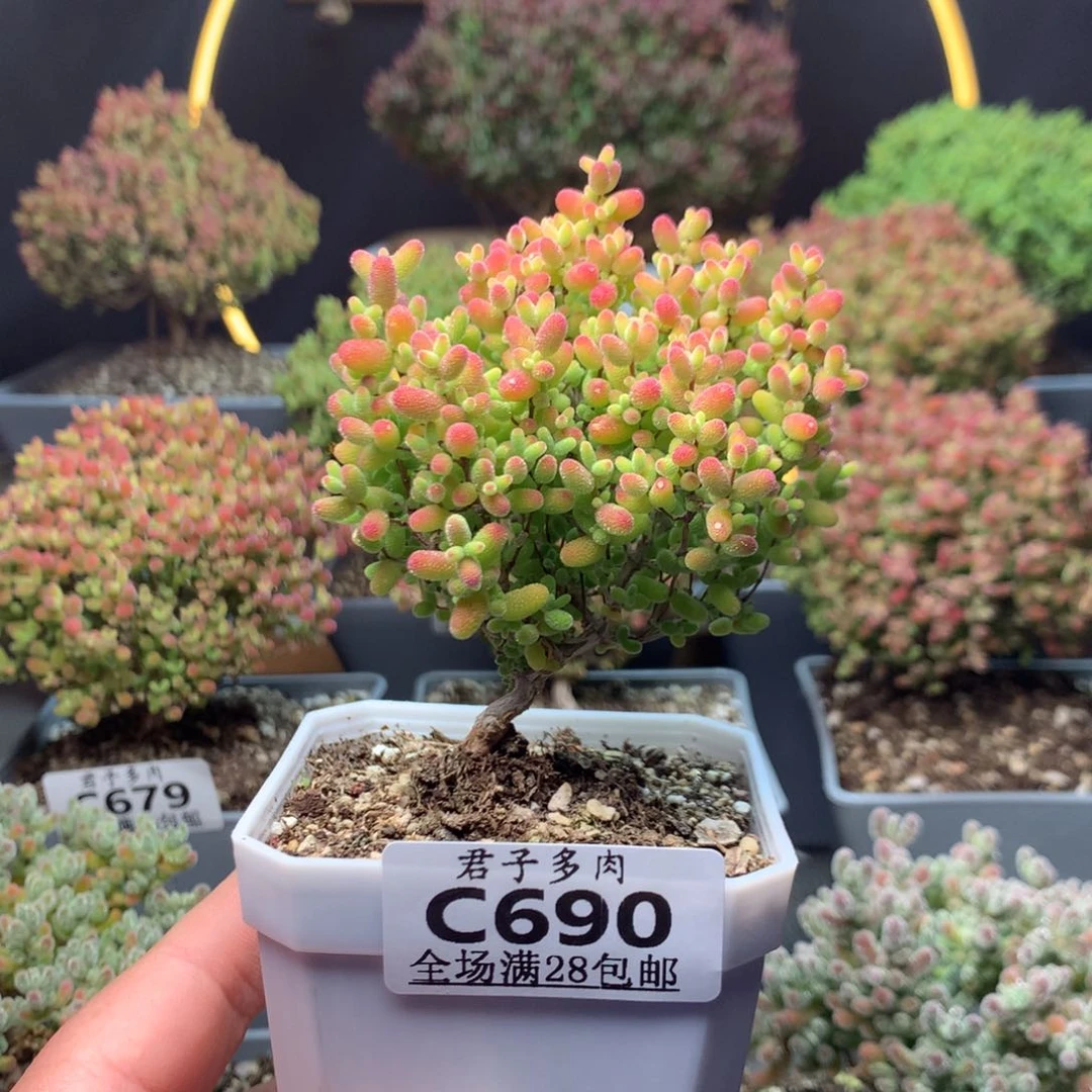 c690蜜橘糖球枝干番杏