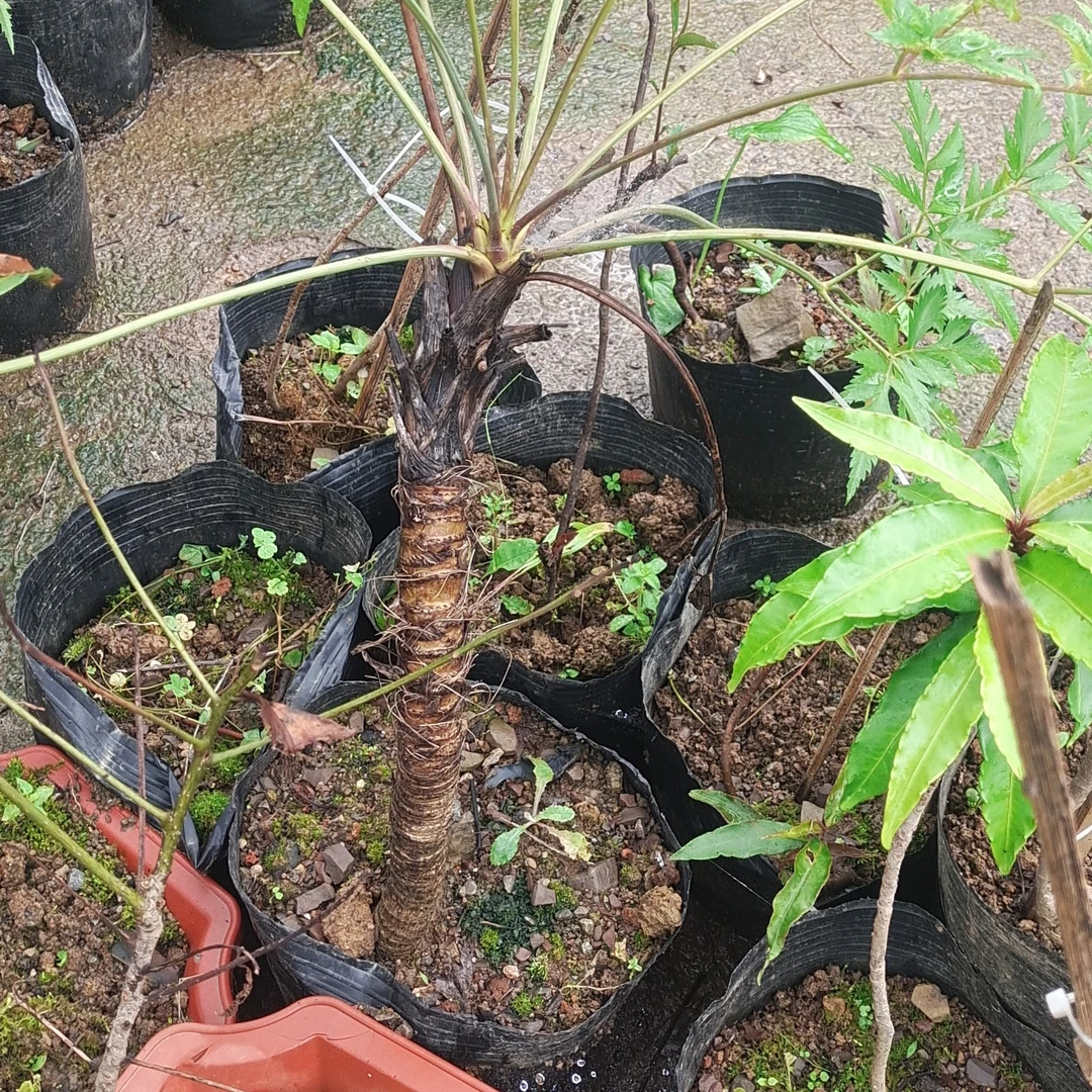 小叶岩川芎盆景四季常青三十年以上老桩熟桩贵州小叶岩川芎植物