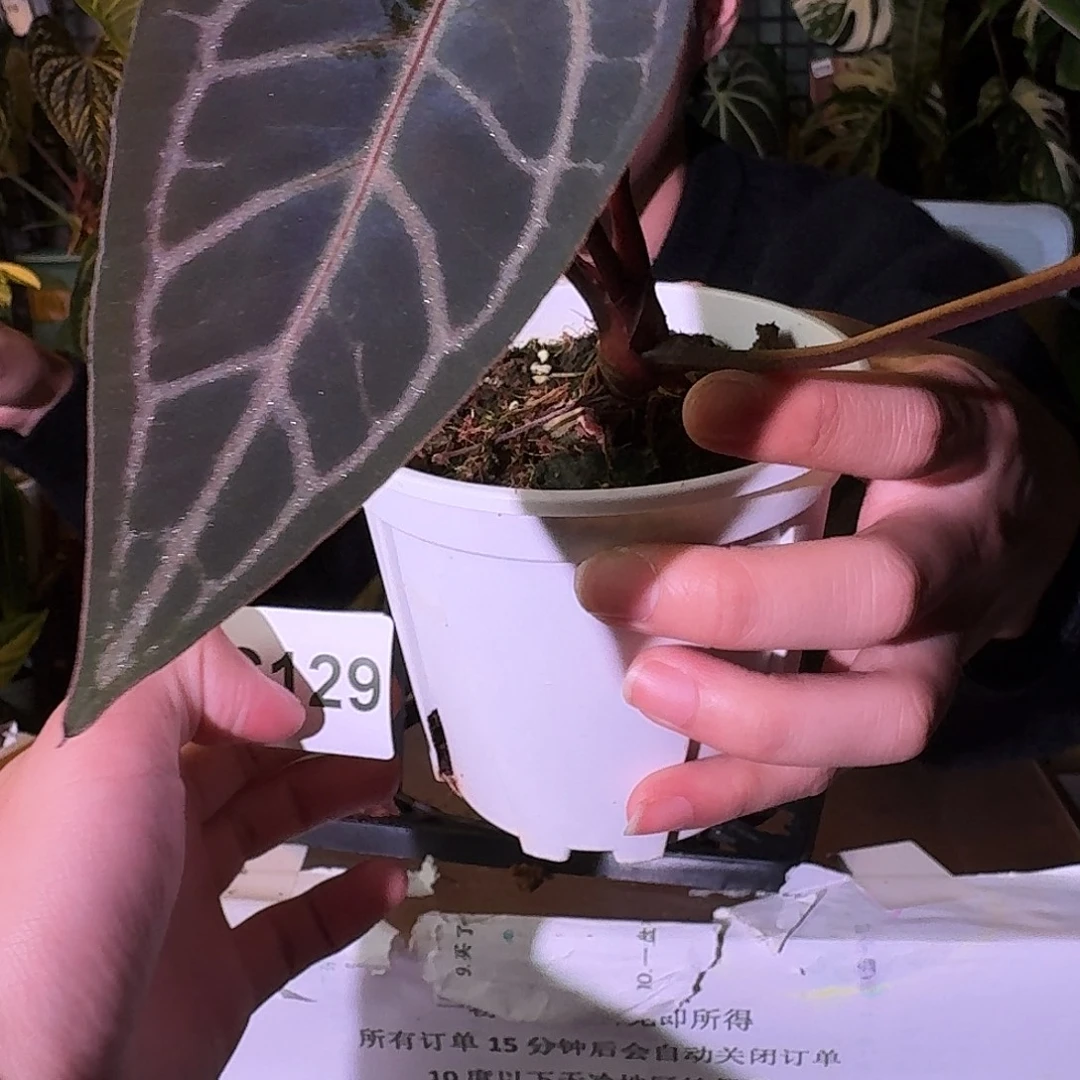 不开花植物C129黑曜石杂流星