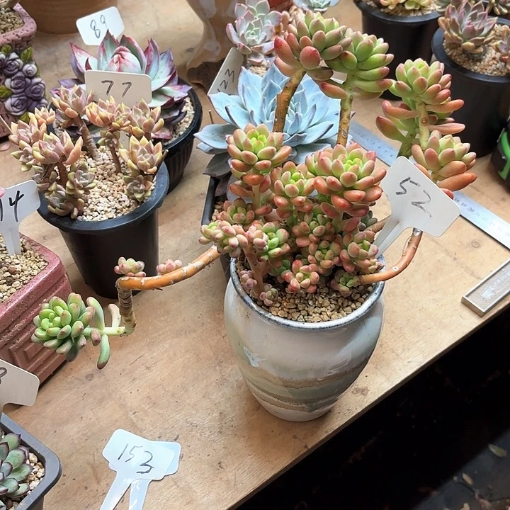 多肉植物，香格里拉52号