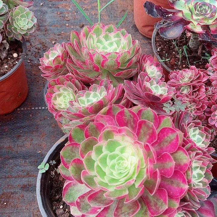 孔雀翎单头戴崽多肉