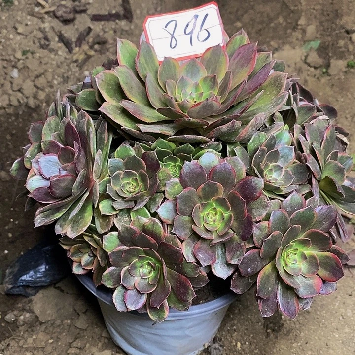 半夏老桩捧花896号