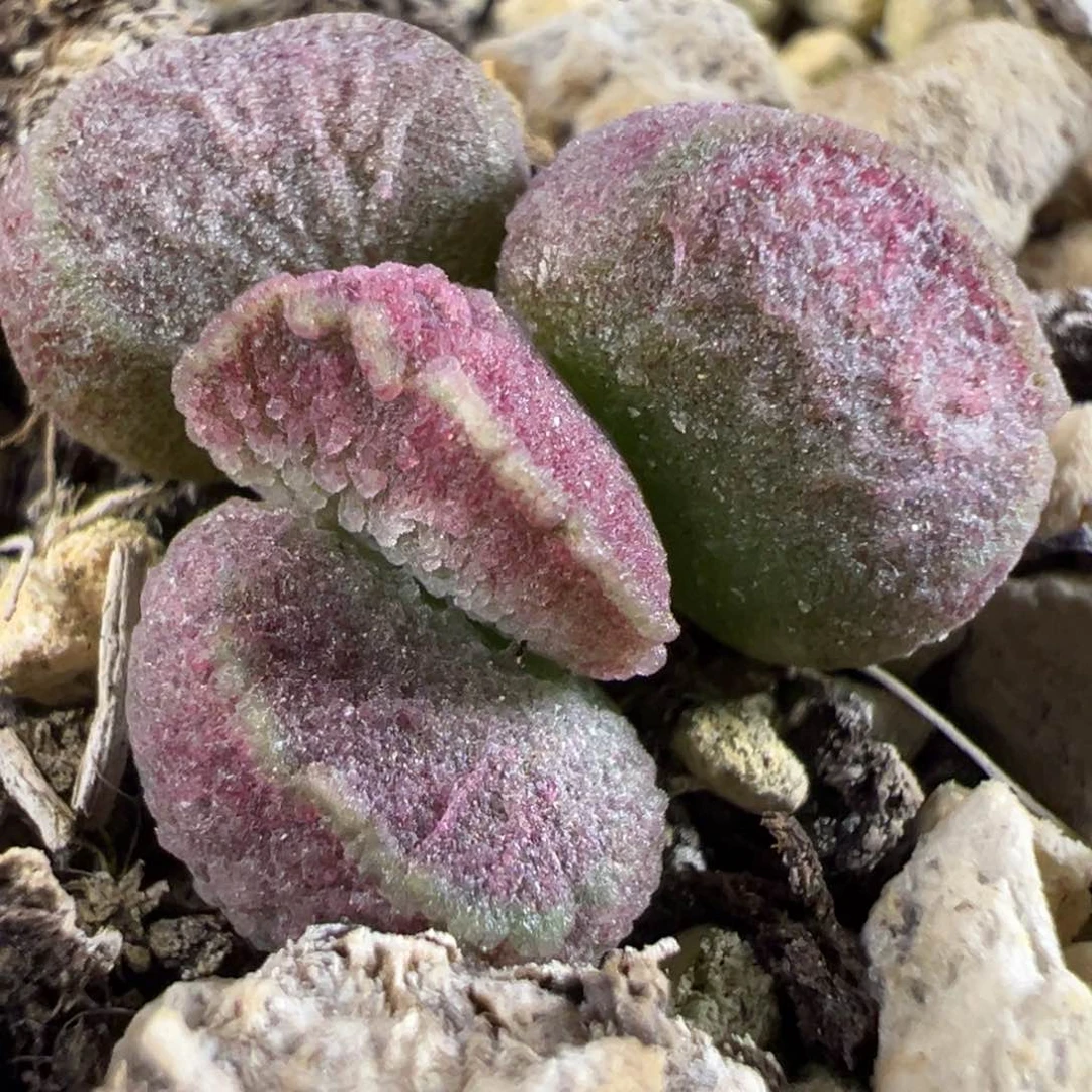 实生新品多肉植物水泡