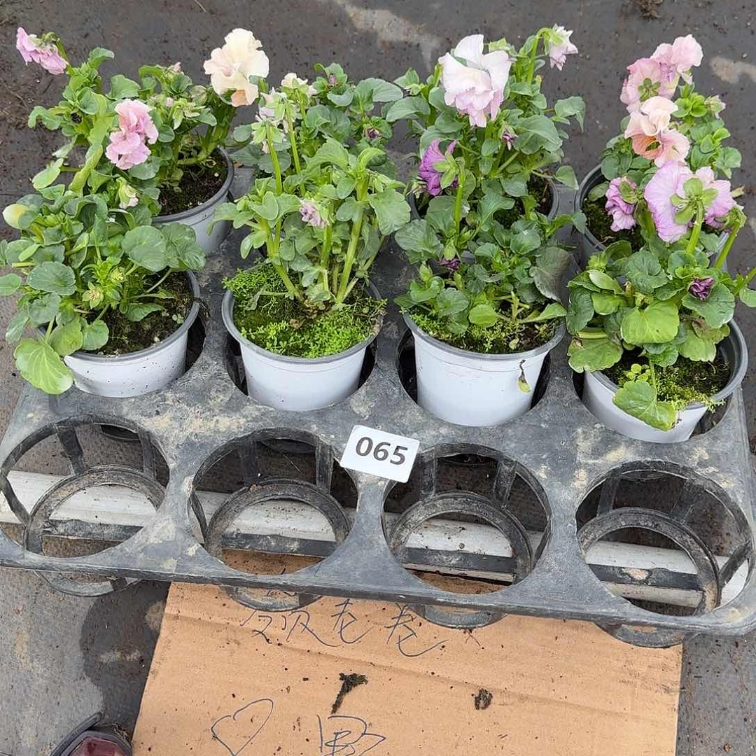 065号大花角堇清棚福利无售后