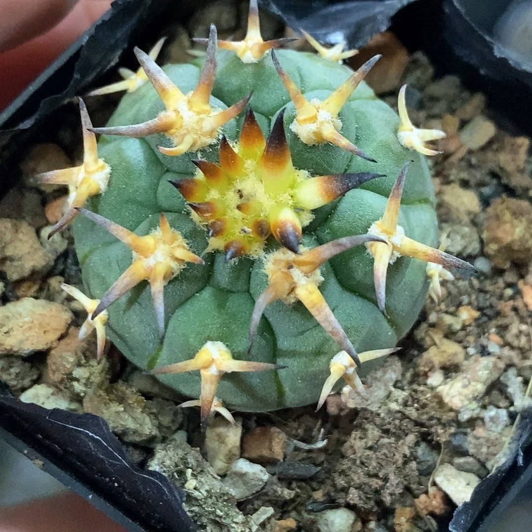 孤品实生特选株粗刺猫爪76号